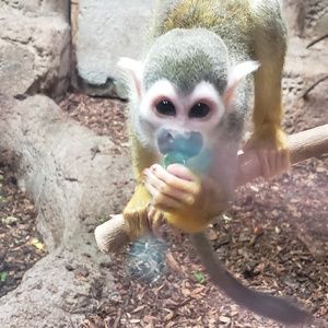 Meet your Posher, Ritchie